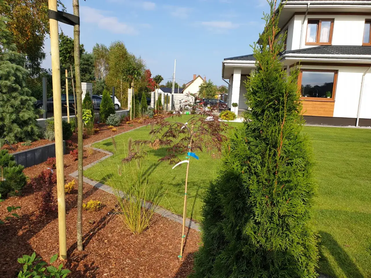 Piękny ogr&oacute;d z tujami, trawami ozdobnymi i młodym drzewkiem klonu. Kora pod tujami i innymi roślinami nadaje mu schludny wygląd.