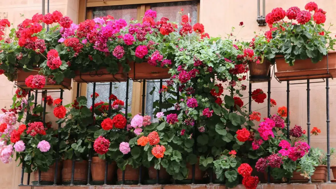 Balkon pełen kwitnących pelargonii, najpiękniejsze odmiany w odcieniach czerwieni i r&oacute;żu tworzą barwny dywan.
