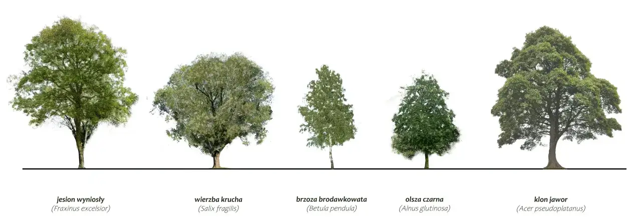 Pięć drzew parkowych: jesion, wierzba, brzoza, olsza i klon jawor, prezentują r&oacute;żnorodność gatunk&oacute;w.